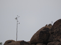 Myiarchus cinerascens