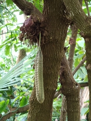 Aristolochia arborea