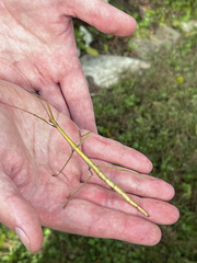 Diapheromera femorata