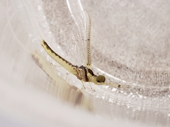 Pentagenia vittigera