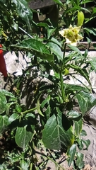 Capsicum baccatum