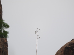 Myiarchus cinerascens