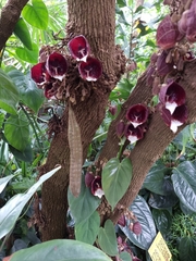 Aristolochia arborea