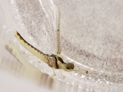 Pentagenia vittigera