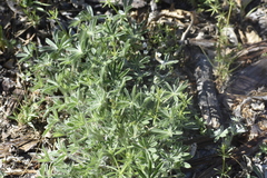 Lupinus grayi