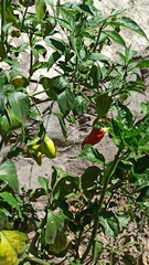 Capsicum baccatum