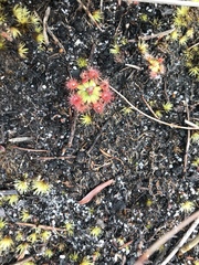 Drosera pulchella