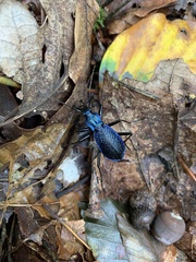 Carabus intricatus