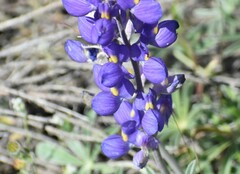 Lupinus grayi