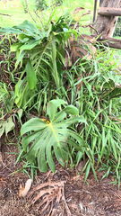 Monstera deliciosa