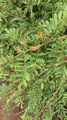 Indigofera suffruticosa