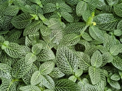 Fittonia albivenis