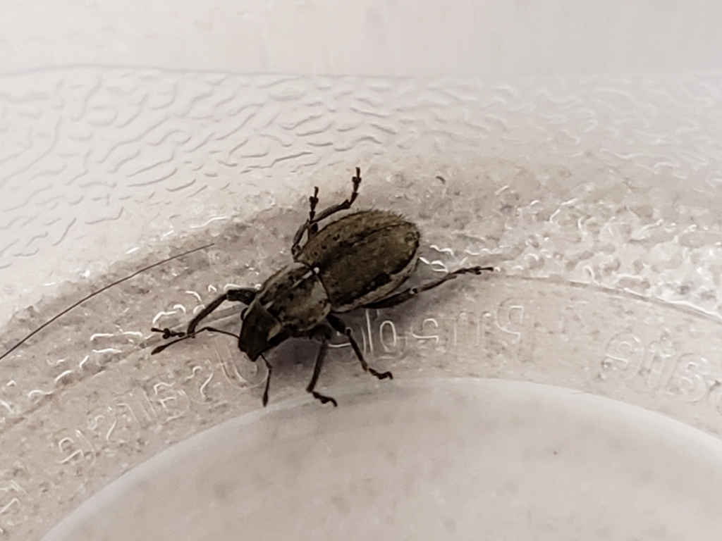 Whitefringed beetle