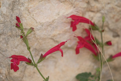 Salvia roemeriana
