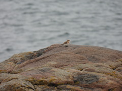 Plectrophenax nivalis