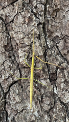 Diapheromera femorata