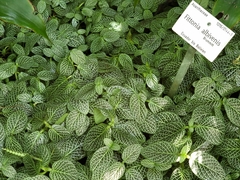Fittonia albivenis