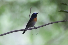 Cyornis glaucicomans