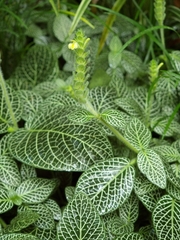 Fittonia albivenis