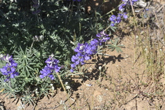 Lupinus grayi