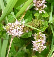 Mentha suaveolens