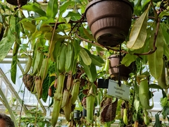 Nepenthes smilesii