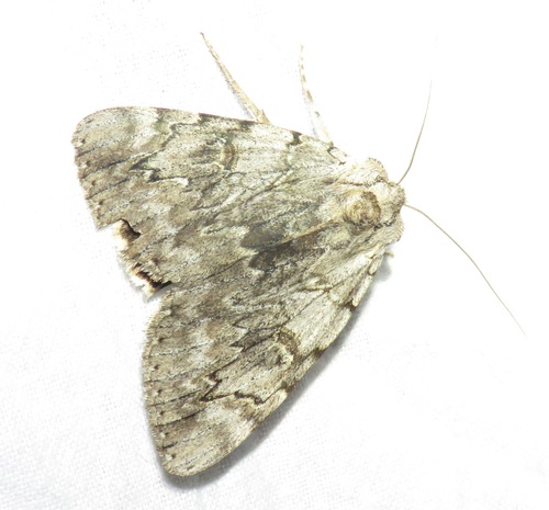 Catocala electa