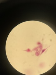 Miozoa