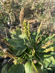 Plantago major