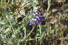 Lupinus grayi