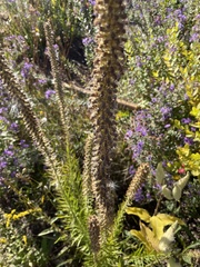 Liatris