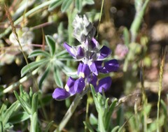 Lupinus grayi
