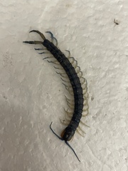 Hemiscolopendra marginata