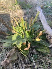 Plantago major