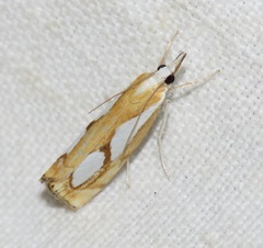 Catoptria pinella