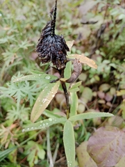 Trifolium rubens