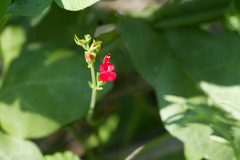 Salvia roemeriana