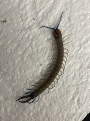 Hemiscolopendra marginata