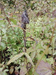 Trifolium rubens