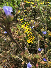 Agapostemon splendens