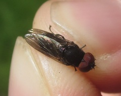 Chrysogaster solstitialis