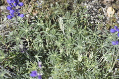 Lupinus grayi