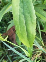 Solidago gigantea