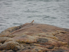 Plectrophenax nivalis