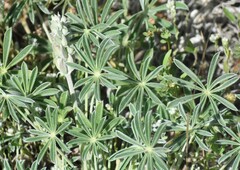 Lupinus grayi