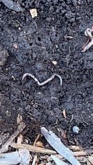 Lumbricus terrestris