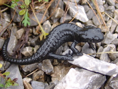 Salamandra atra