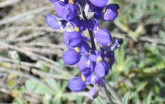 Lupinus grayi