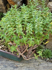 Crassula planifolia