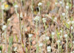 Micropus californicus